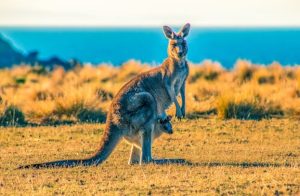 Aussies Bet Big Online: Why the Game Experience Down Under Is Different 1 Screenshot 154