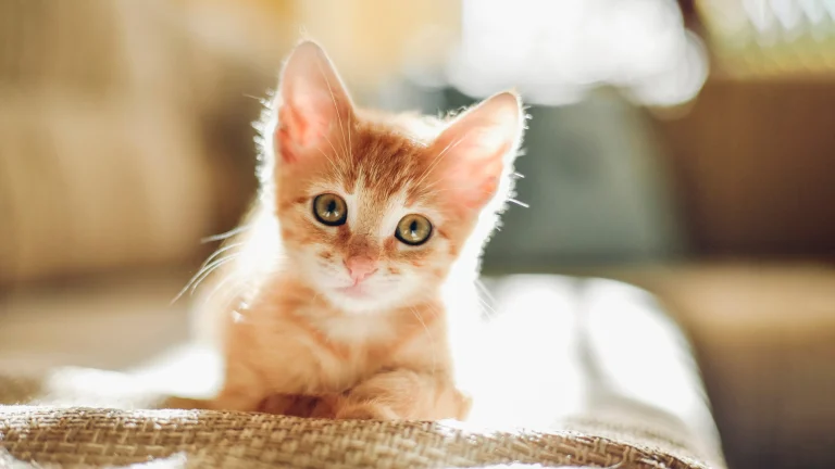 Common Questions Asked When Bringing a Cat Home for the First Time tiny kitten in sunlight