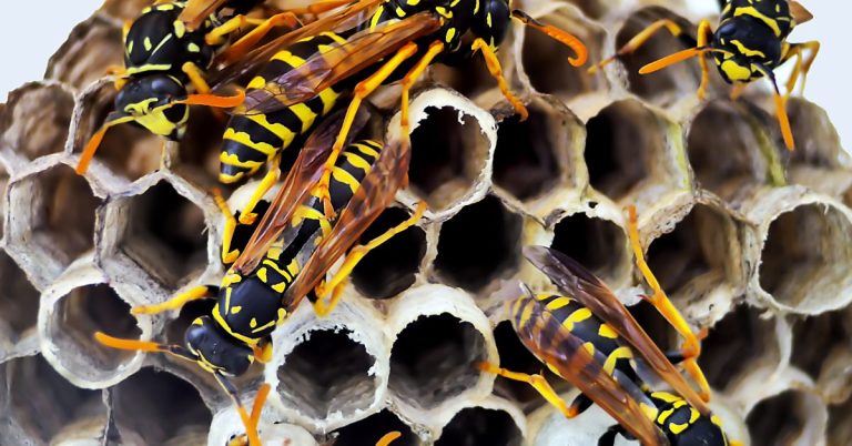 Defending Your Home: A Comprehensive Guide to Pest Control in Wallington and Surbiton wasp nest removal